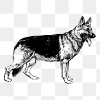 German Shepherd dog png drawing sticker vintage illustration, transparent background. Free public domain CC0 image.