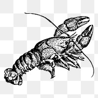 Crayfish drawing png sticker vintage illustration, transparent background. Free public domain CC0 image.