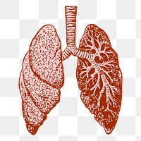 Lungs png, anatomy sticker vintage illustration, transparent background. Free public domain CC0 image.