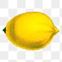 Lemon fruit png sticker vintage illustration, transparent background. Free public domain CC0 image.