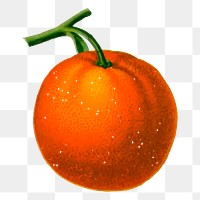 Tangerine fruit png sticker vintage illustration, transparent background. Free public domain CC0 image.