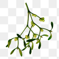 Mistletoe branch png sticker vintage illustration, transparent background. Free public domain CC0 image.