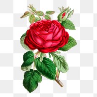 Garden rose png sticker vintage illustration, transparent background. Free public domain CC0 image.