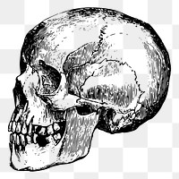 Human skull png sticker vintage illustration, transparent background. Free public domain CC0 image.