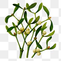 Mistletoe branch png sticker vintage illustration, transparent background. Free public domain CC0 image.