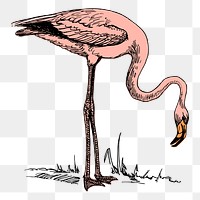 Pink flamingo png sticker vintage illustration, transparent background. Free public domain CC0 image.