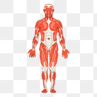 Human body anatomy png sticker vintage illustration, transparent background. Free public domain CC0 image.