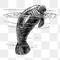Manatee drawing png animal sticker vintage illustration, transparent background. Free public domain CC0 image.