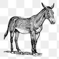 Donkey drawing png, farm animal sticker vintage illustration, transparent background. Free public domain CC0 image.