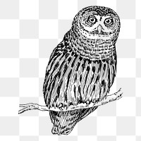 Owl drawing png sticker vintage illustration, transparent background. Free public domain CC0 image.