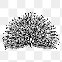 Peacock bird png sticker vintage illustration, transparent background. Free public domain CC0 image.