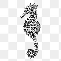 Seahorse drawing png, underwater animal sticker vintage illustration, transparent background. Free public domain CC0 image.