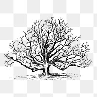 Walnut tree png sticker vintage illustration, transparent background. Free public domain CC0 image.