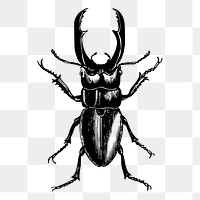 Beetle insect png drawing sticker vintage illustration, transparent background. Free public domain CC0 image.