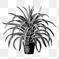Pandanus plant png sticker vintage illustration, transparent background. Free public domain CC0 image.