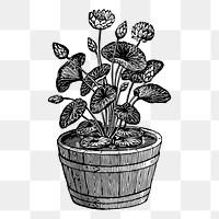 Lotus plant png drawing vintage illustration, transparent background. Free public domain CC0 image.