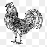 Rooster png, farm animal drawing sticker vintage illustration, transparent background. Free public domain CC0 image.