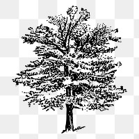 Oak tree png sticker vintage illustration, transparent background. Free public domain CC0 image.