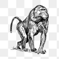 Baboon png, wild animal drawing sticker vintage illustration, transparent background. Free public domain CC0 image.