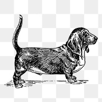 Basset hound dog png drawing sticker vintage illustration, transparent background. Free public domain CC0 image.
