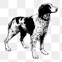 Brittany Spaniel dog png drawing sticker vintage illustration, transparent background. Free public domain CC0 image.