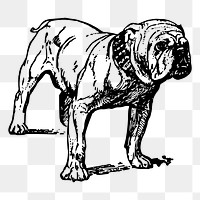 Grumpy bulldog png drawing sticker vintage illustration, transparent background. Free public domain CC0 image.