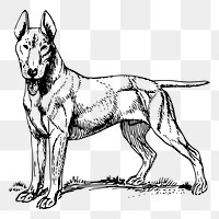 Bull Terrier dog png drawing sticker vintage illustration, transparent background. Free public domain CC0 image.