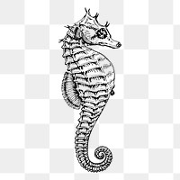 Seahorse png, underwater animal drawing sticker vintage illustration, transparent background. Free public domain CC0 image.