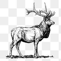 Elk png, wild animal drawing sticker vintage illustration, transparent background. Free public domain CC0 image.