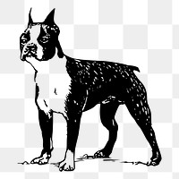 Boston Terrier dog png drawing sticker vintage illustration, transparent background. Free public domain CC0 image.