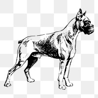 Boxer dog png drawing sticker vintage illustration, transparent background. Free public domain CC0 image.