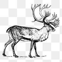 Reindeer stag png sticker vintage illustration, transparent background. Free public domain CC0 image.