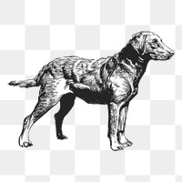 Retriever dog png drawing sticker vintage illustration, transparent background. Free public domain CC0 image.