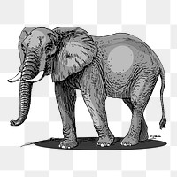 Elephant png, wild animal sticker vintage illustration, transparent background. 