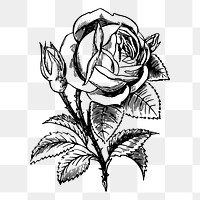 Garden rose png drawing sticker vintage illustration, transparent background. Free public domain CC0 image.