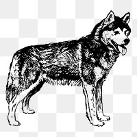 Siberian husky dog png drawing, vintage animal on transparent background. Free public domain CC0 image.
