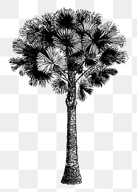 Png Australian pine tree drawing, botanical, vintage illustration, transparent background. Free public domain CC0 image.