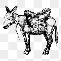 Vintage donkey png drawing, hand drawn farm animal illustration, transparent background. Free public domain CC0 image.