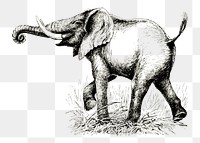 Elephant png clipart, vintage animal, wildlife illustration, transparent background. Free public domain CC0 image.