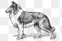 Collie dog png sticker, vintage drawing, transparent background. Free public domain CC0 image.
