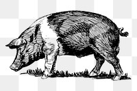 Vintage pig png clipart, livestock animal illustration, transparent background. Free public domain CC0 image.