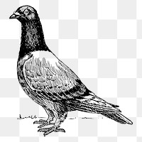 Pigeon bird png sticker, hand drawn animal illustration on transparent background. Free public domain CC0 image.