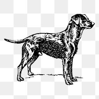 Labrador retriever dog png sticker, animal on transparent background. Free public domain CC0 image.