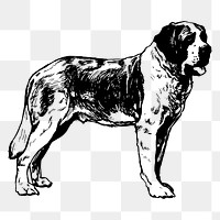 St Bernard dog png clipart, vintage animal on transparent background. Free public domain CC0 image.