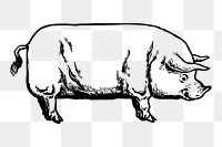 Vintage pig png clipart, livestock animal illustration, transparent background. Free public domain CC0 image.