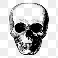 Human skull png sticker vintage illustration, transparent background. Free public domain CC0 image.