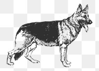 German Shepherd dog png sticker, vintage animal on transparent background. Free public domain CC0 image.