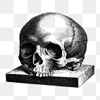 Human skull png sticker vintage illustration, transparent background. Free public domain CC0 image.