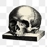 Human skull png sticker vintage illustration, transparent background. Free public domain CC0 image.