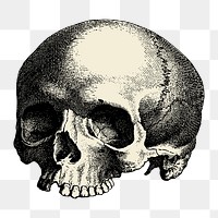 Human skull png sticker vintage illustration, transparent background. Free public domain CC0 image.